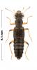 Stenus sp.